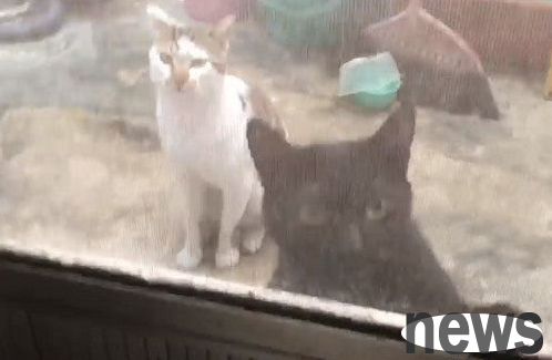Hand over the can! Cats are clamoring for protection fees