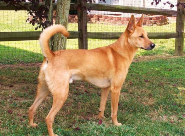 Today’s interpretation, what does the dog’s tail wagging mean?