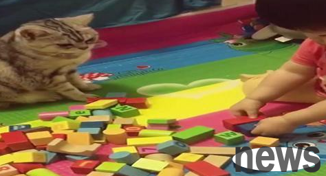 The little owner used building blocks to shape it, but was deliberately destroyed by the beautiful short cat. Netizens: The cat really deserves the plate