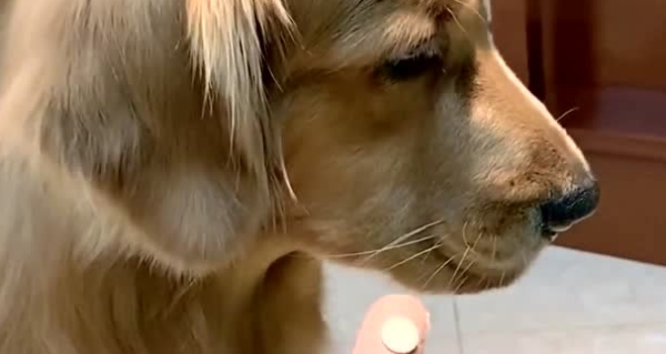 How can a dog be fed without taking medicine? The master comes and see