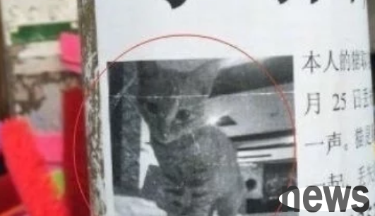 The owner came to search for a cat and revealed that the moment he saw the cat s name, netizens said: No wonder they ran away from home