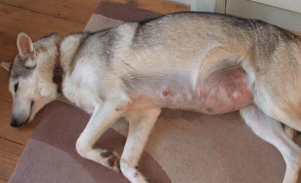 How to spend a dog s fake pregnancy? The methods are all here