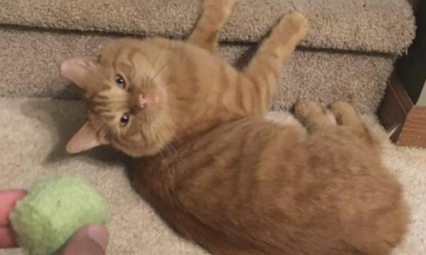 The man said he didn t love cats, but he spent a year feeding stray cats, and the ending was so warm!