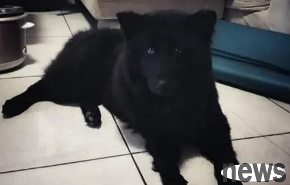 Why can t you keep a pure black dog? Come here to have a look