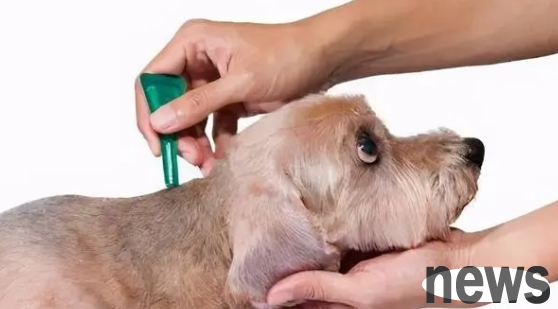 How long does it take to take a bath if a dog is dewormed externally? The master sees it