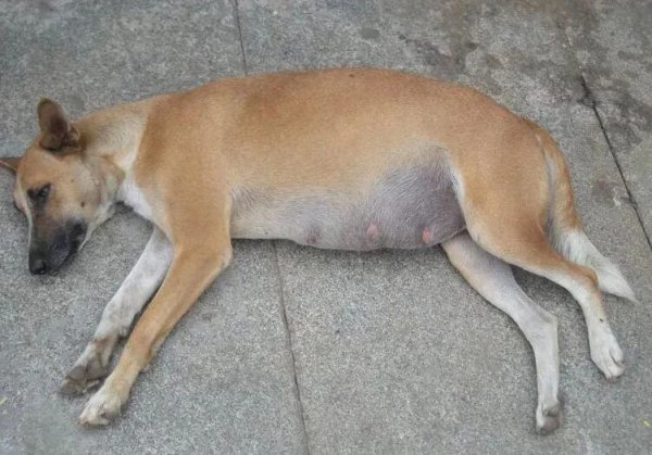 What are the causes of ascites in dogs? You ll know after reading it