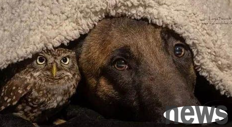 The interracial friendship between a little owl and a big dog. The warm love between animals.