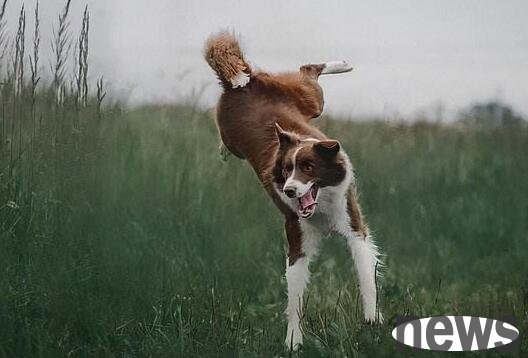 What does it mean when a dog runs in circles? You ll know after reading it