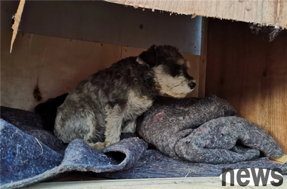 Is a dog pooping in the kennel a protest? The real reason is this