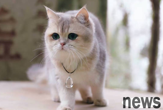 Guide for novice poop scoopers | Imported cat food is worth choosing