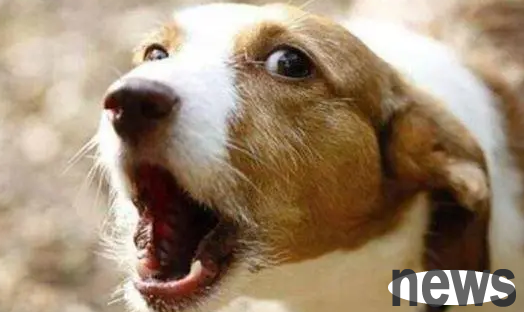 Why do dogs bark when no one is around? Come and see