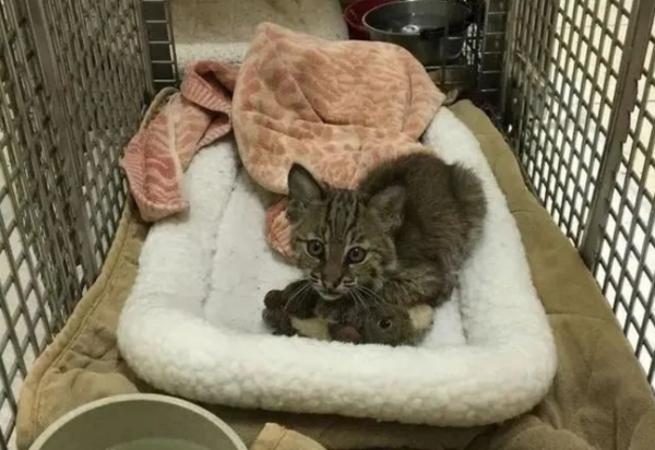 The kitten was lying in the middle of the road. The woman braked hard and was almost injured, but she was shocked.