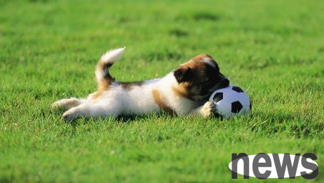 Let’s take a look at what happens when a dog rubs its face on the grass~