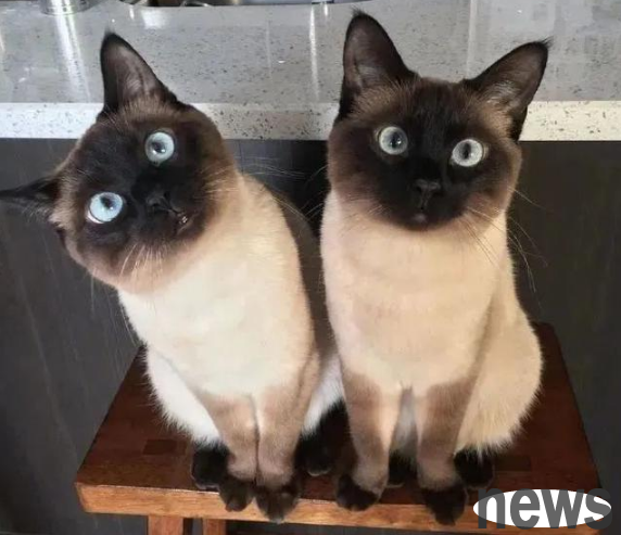 Two Siamese actually drove 80,000 netizens crazy, sucking cats, why are they all hallucinating?
