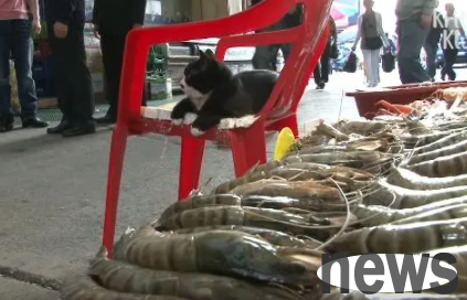 magic! Cats raised in seafood markets never eat fish or shrimps