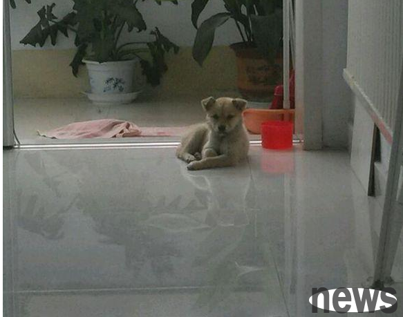 The little native dog raised by the girl has beautiful features and looks like a little fox. It is no worse than a breed dog!