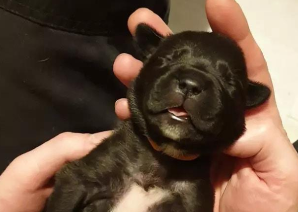 Great Dane and bulldog, naturally gave birth to 21 puppies at one time, breaking the Guinness world record