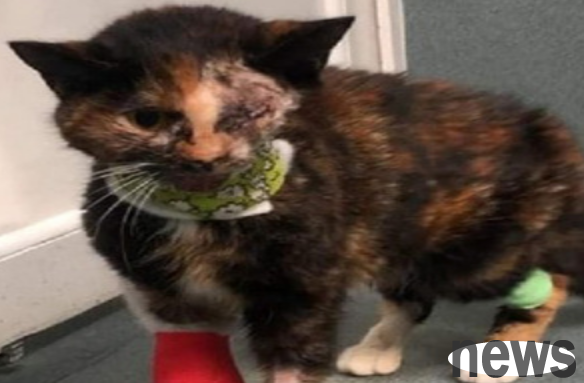 Stray cat was disfigured in a car accident and was adopted by kindhearted people six months later