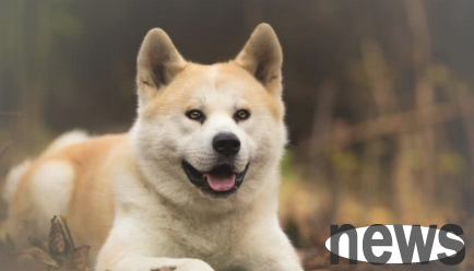 If a dog is given to a new owner, will it forget the old owner?