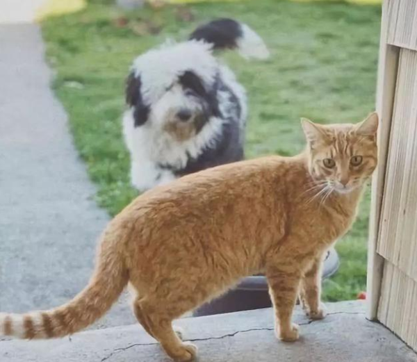 How clingy can a dog be to a kitten? When a dog clings to a neighbor’s cat, the owner looks at it and covers his face: You don’t want to lose face.