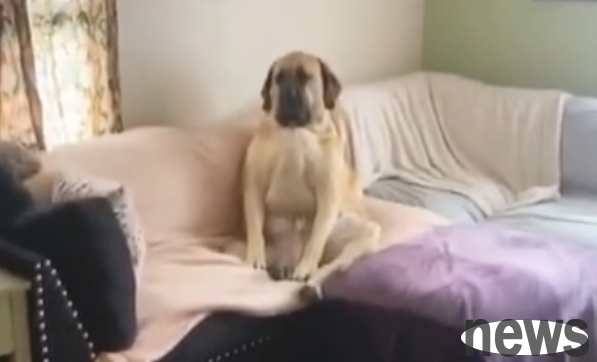 The dog is sitting cross-legged on the sofa, just like the way its owner looks when watching TV series, it s so fascinating!