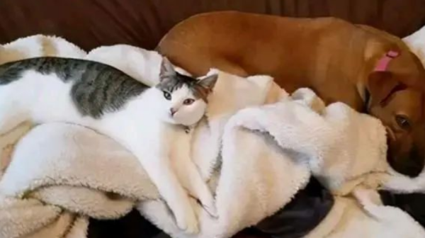 Four kittens depend on each other for life. The little white raccoon knows how to hook up with humans and changes their destiny.