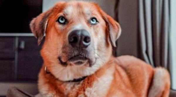 Dutch dogs always like to press their noses, and the doctor’s diagnosis and treatment results are disappointing