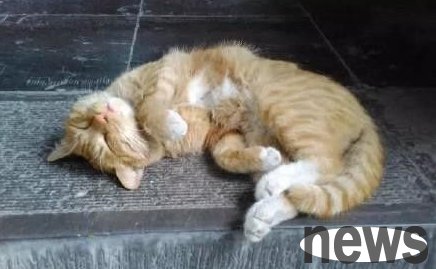 The internet-famous cat scratches a young child at the Forest of Beilin Museum, and the kitten’s family may be deported