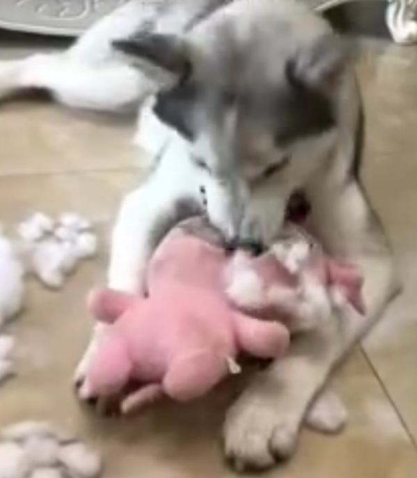 The husky had already demolished the house, but when he heard his owner wanted to stew dog meat soup, he was so frightened that he ran back to the cage.