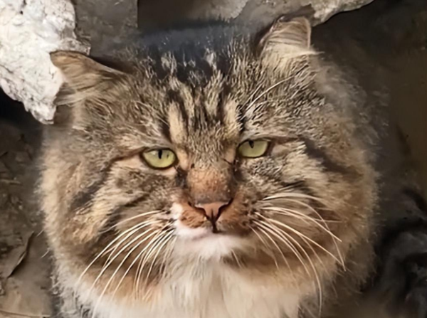 Man sent his pet to the countryside, and a year later the cat and dog 
