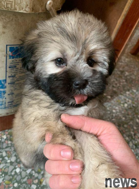 The stray little puppy at the entrance of the mall immediately lay down on the girl s feet, staring at her, hoping to be taken in