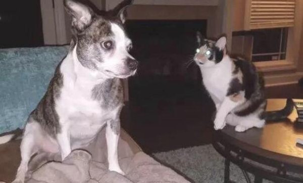 Cat attacks dog in attempt to defuse embarrassing situation