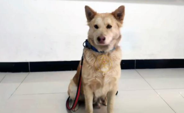 A working dog with an annual salary of tens of thousands has become the favorite of the factory. Netizen: I would actually envy a dog