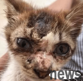 A netizen adopted a stray cat that was dirty and smelly when adopted, but the result changed dramatically