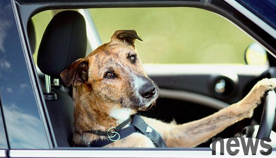 A German man received a traffic ticket, and the driver was his pet dog?