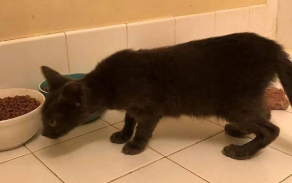 A stray cat squatted on the road. The guy got out of the car to save the cat, but the stray cat got into his car.