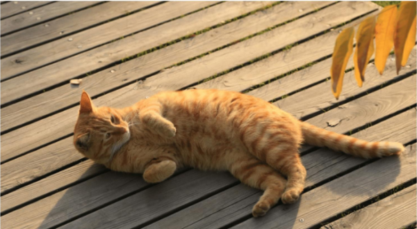 The orange cat is suddenly very aggressive. This is not because he hates his owner. It may be because he is frightened.