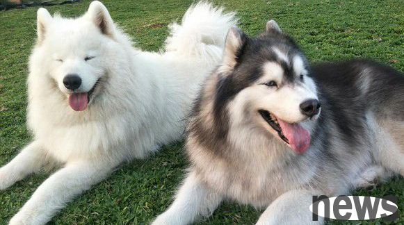 Our fate is not over yet. After my beloved dog passed away, my dream baby smiled at me.