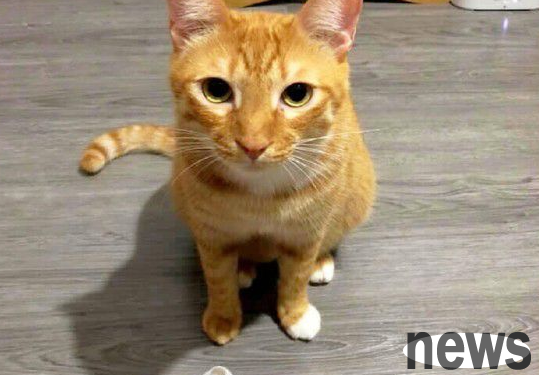 Sir, your socks have fallen off! Thousands of cat slaves laughed and wanted to help put on the socks