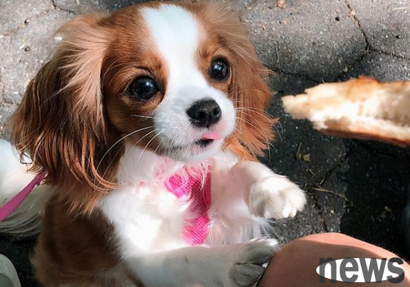 The most touching moment after the death of the dog | The dog died suddenly, and the owner cried bitterly while holding the dog. The scene made people burst into tears!
