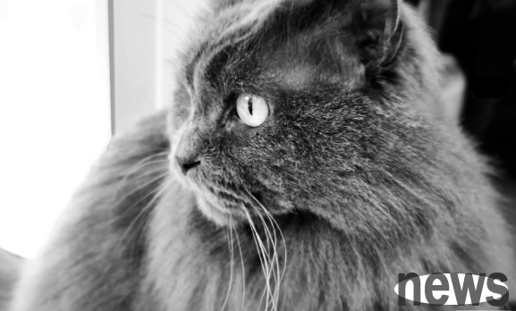 Are Russian cats “sanctioned”?