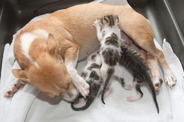 A dog mother treats a litter of kittens with meticulous consideration and does not ask for anything in return. Her spirit inspires a family to adopt her.
