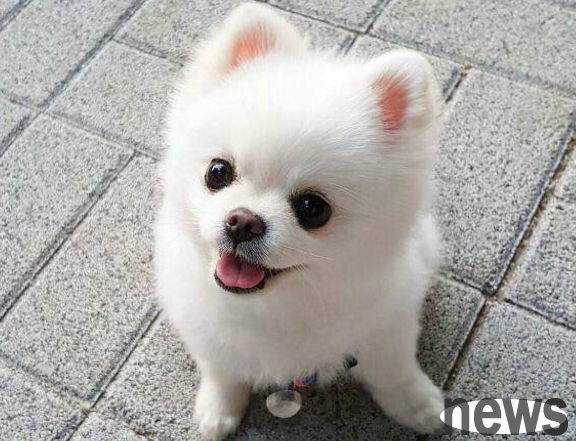 Are the Pomeranians sold online real? | A man bought a Pomeranian online. He didn’t want to receive the money after he found out it was a sick dog and was defrauded.