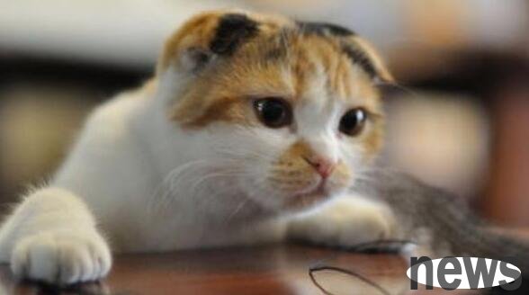 The owner heard the cat scream and rushed over to take a look and was instantly happy.