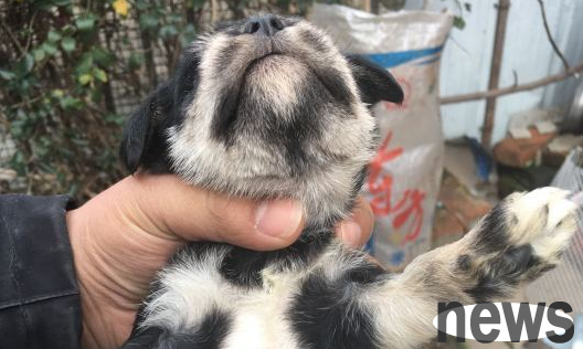 The Schnauzer pooped in his owner s shoes and got kicked. The puppy turned around and ran away.