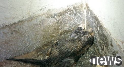 Homeowner agrees to cut into wall to save life after kitten gets stuck in wall pipe