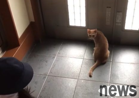 Cats also love to go out and play. When the owner goes to class, he must pass the cat’s blocking level.