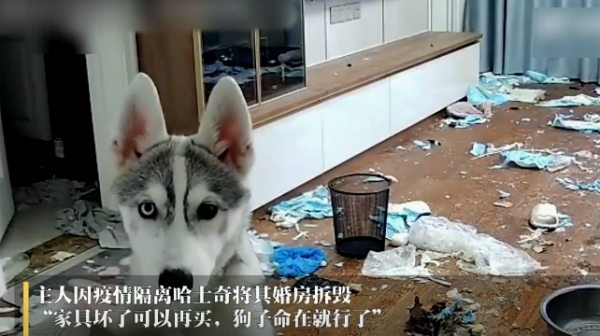 Erha, a woman left behind in isolation, demolished her wedding house, and her husband consoled her: Just as long as the dog is alive, it will be fine