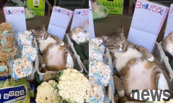 3 pieces of plump and tender cats lying on vegetables for NT$100. Don’t miss it if you pass by.