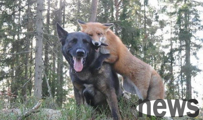 The true friendship between a fox and a dog is intimate. Is this how fair-weather friends come to be?